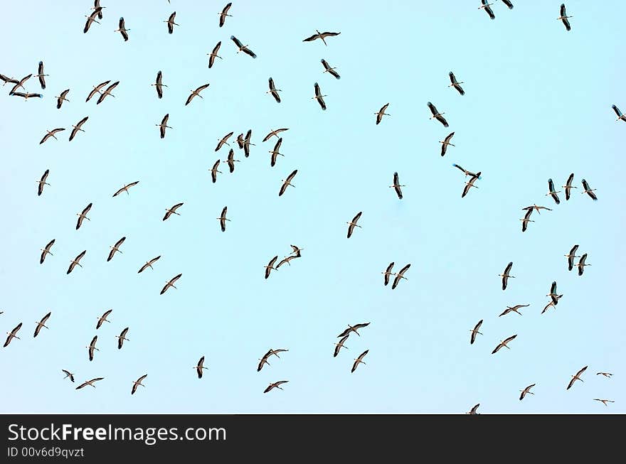 Bird Background over blue sky