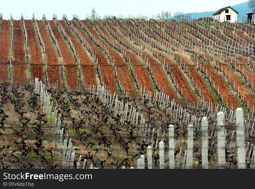 Traditional Vineyard in south Macedonia