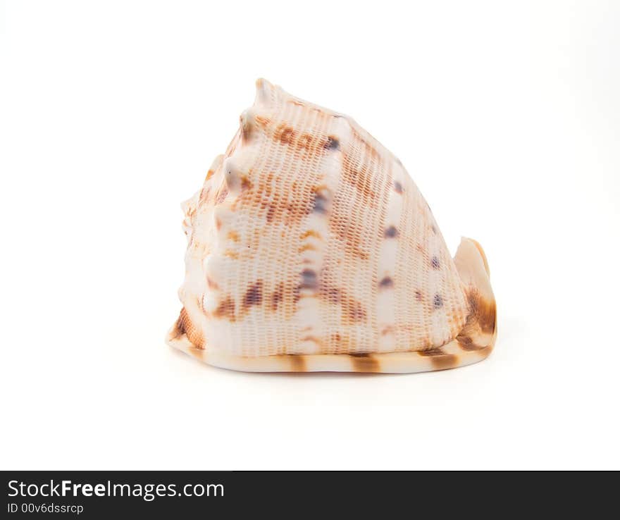 Seashell on white