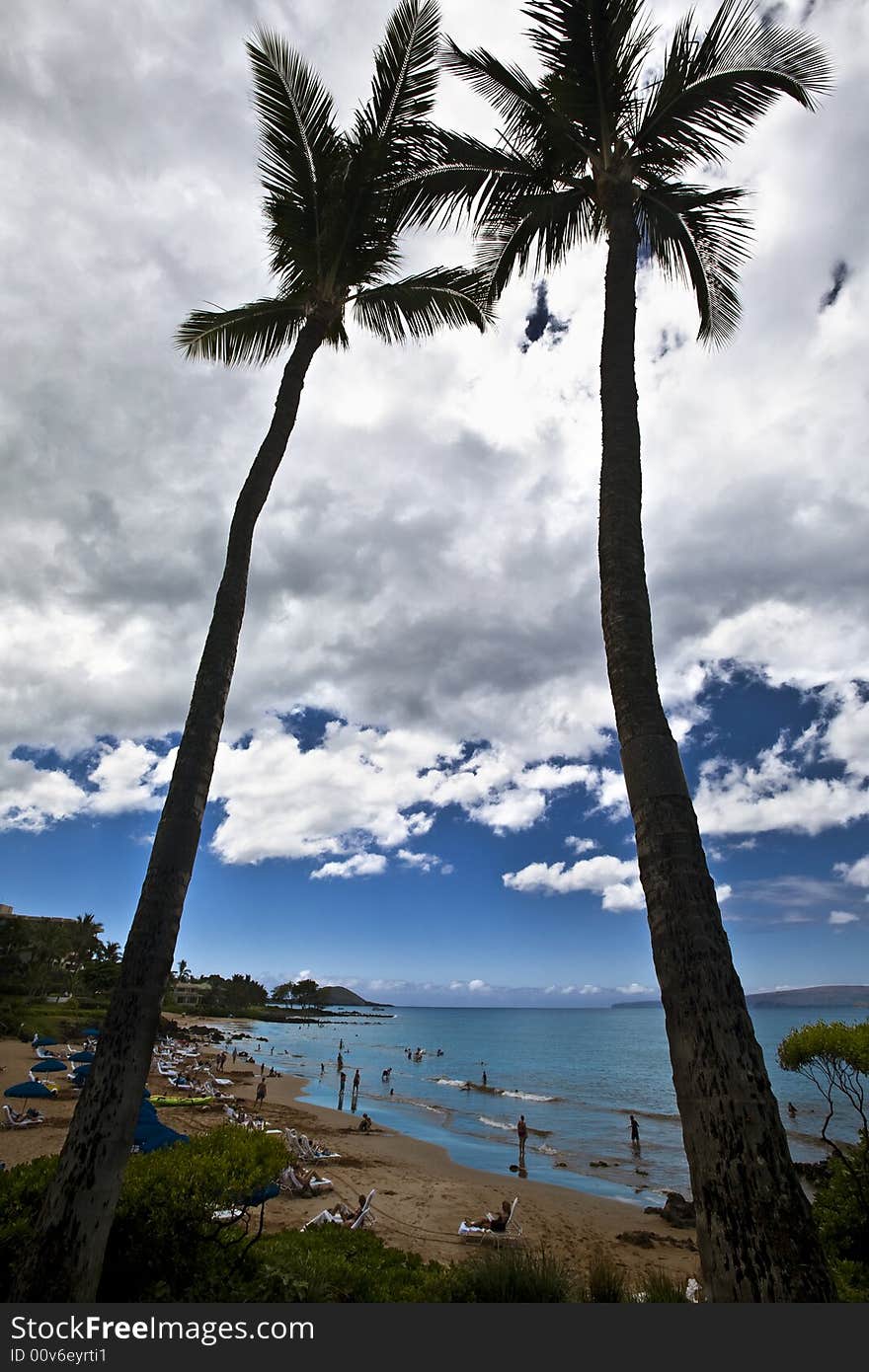 Hawaii coconut palm