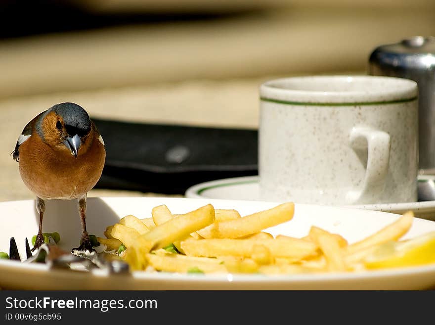 Bird at the cafe, fries and coffee. Bird at the cafe, fries and coffee