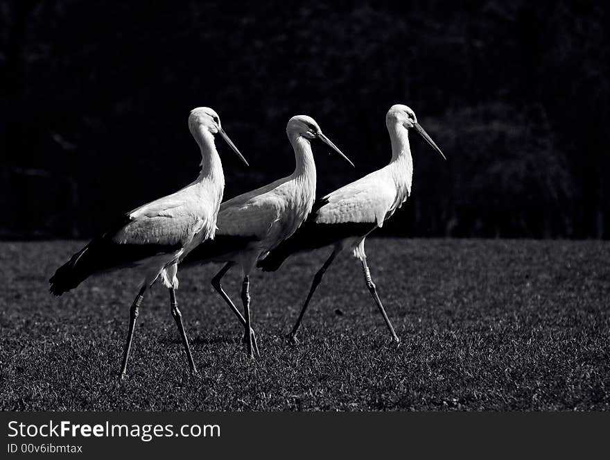 Three storks walking on the field