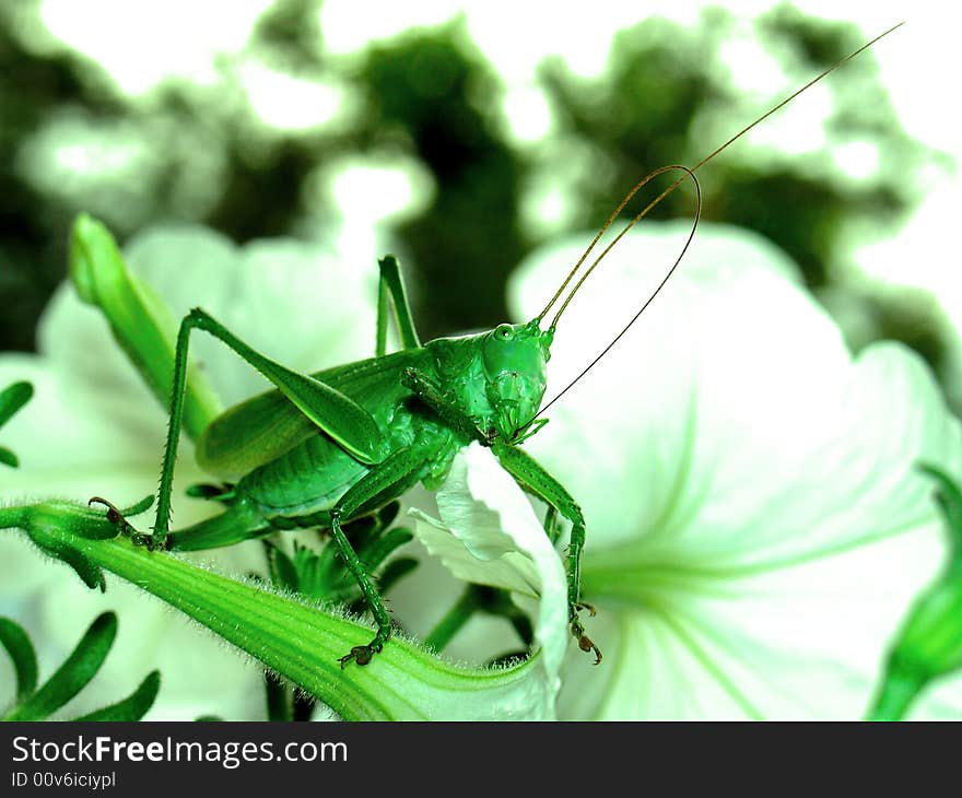 A locust on a flower. A locust on a flower