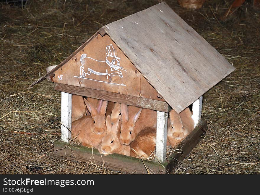 Hares in a small house