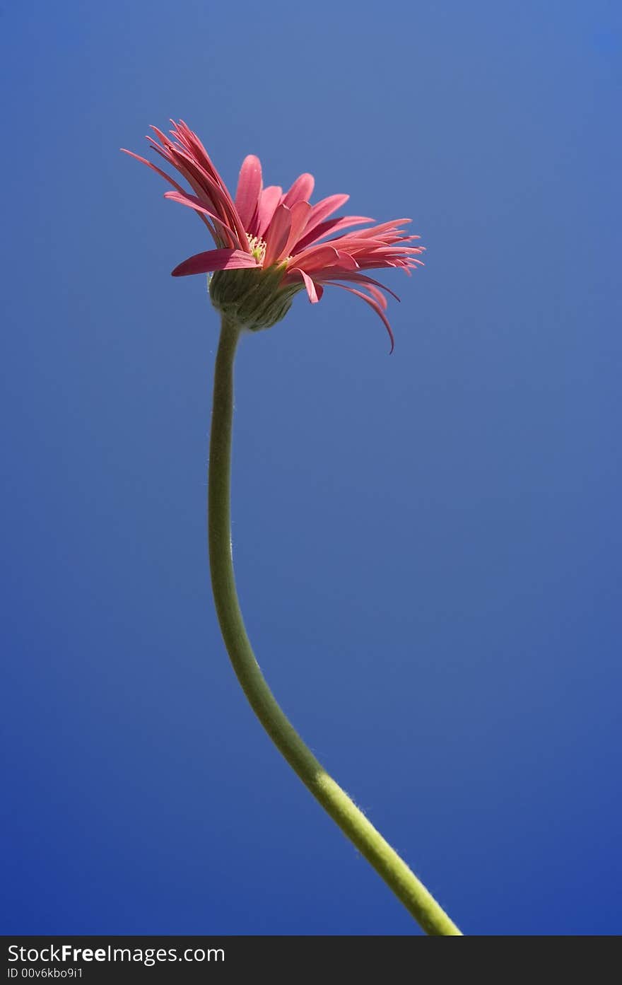 Single daisy flower against blue sky - spring time concept