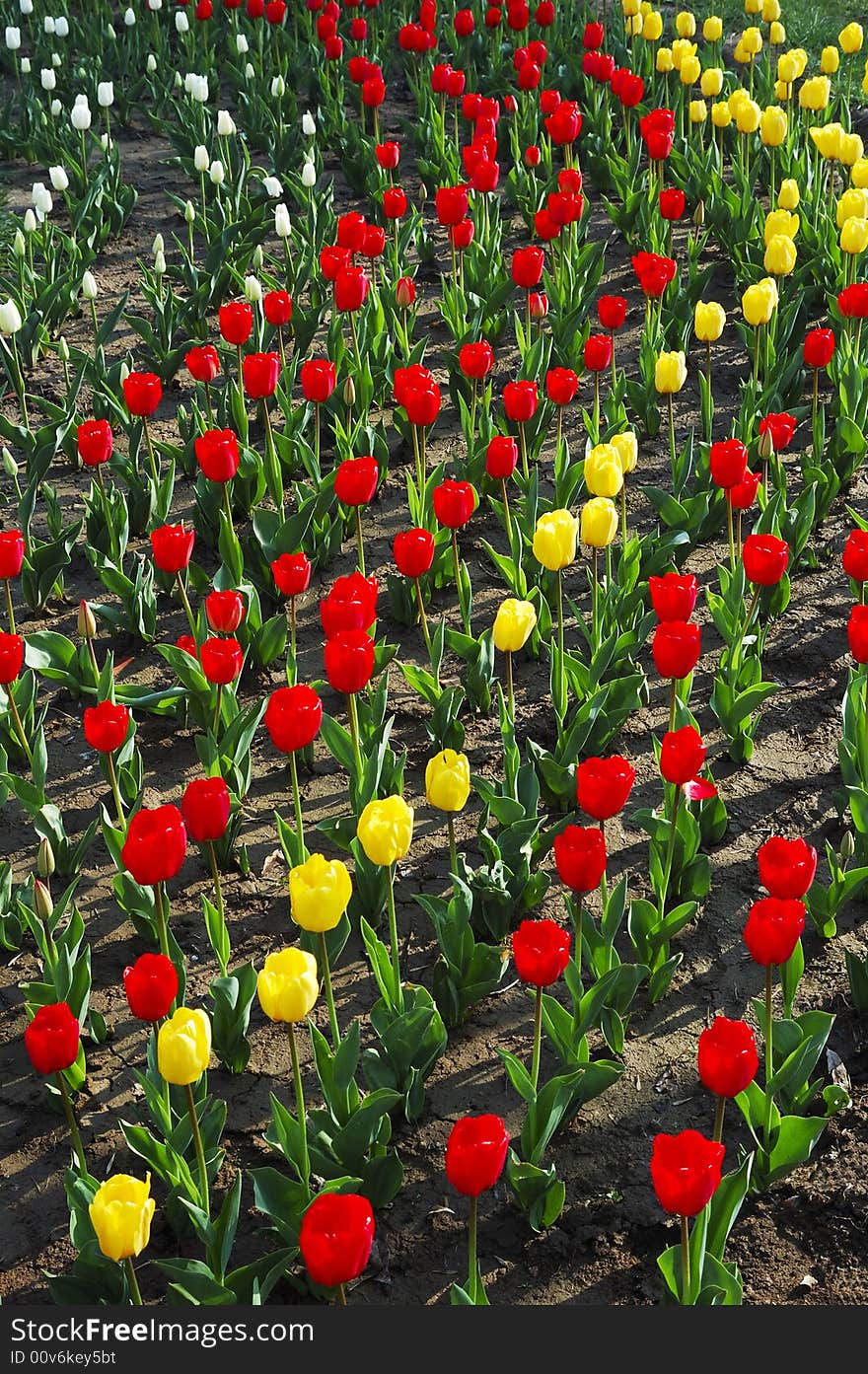 Blooming colorful tulip in line