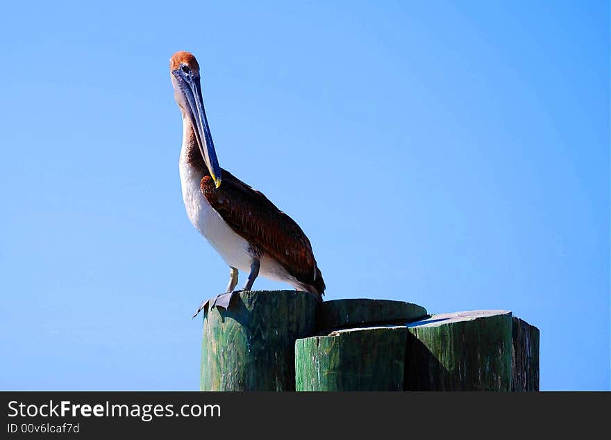 Hungry Pelican Waiting For Dinner