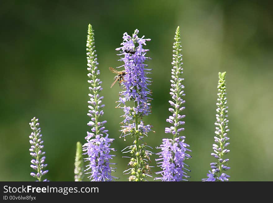 Summer flowers