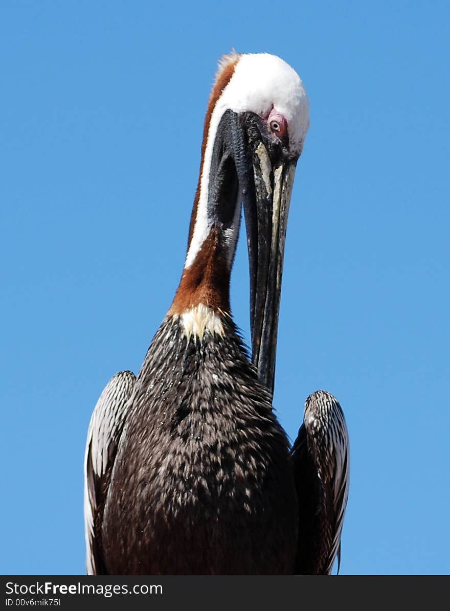 This hungry pelican is standing on the docks, waiting for his next meal to swim by. This hungry pelican is standing on the docks, waiting for his next meal to swim by.