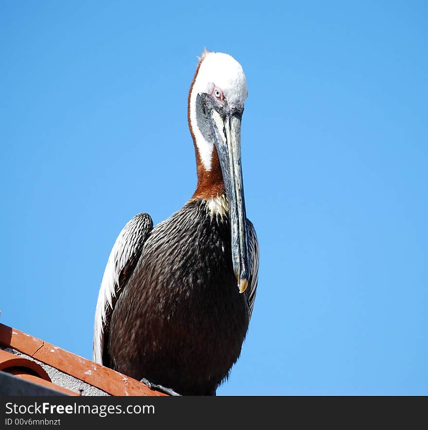 This hungry pelican is standing on the docks, waiting for his next meal to swim by. This hungry pelican is standing on the docks, waiting for his next meal to swim by.