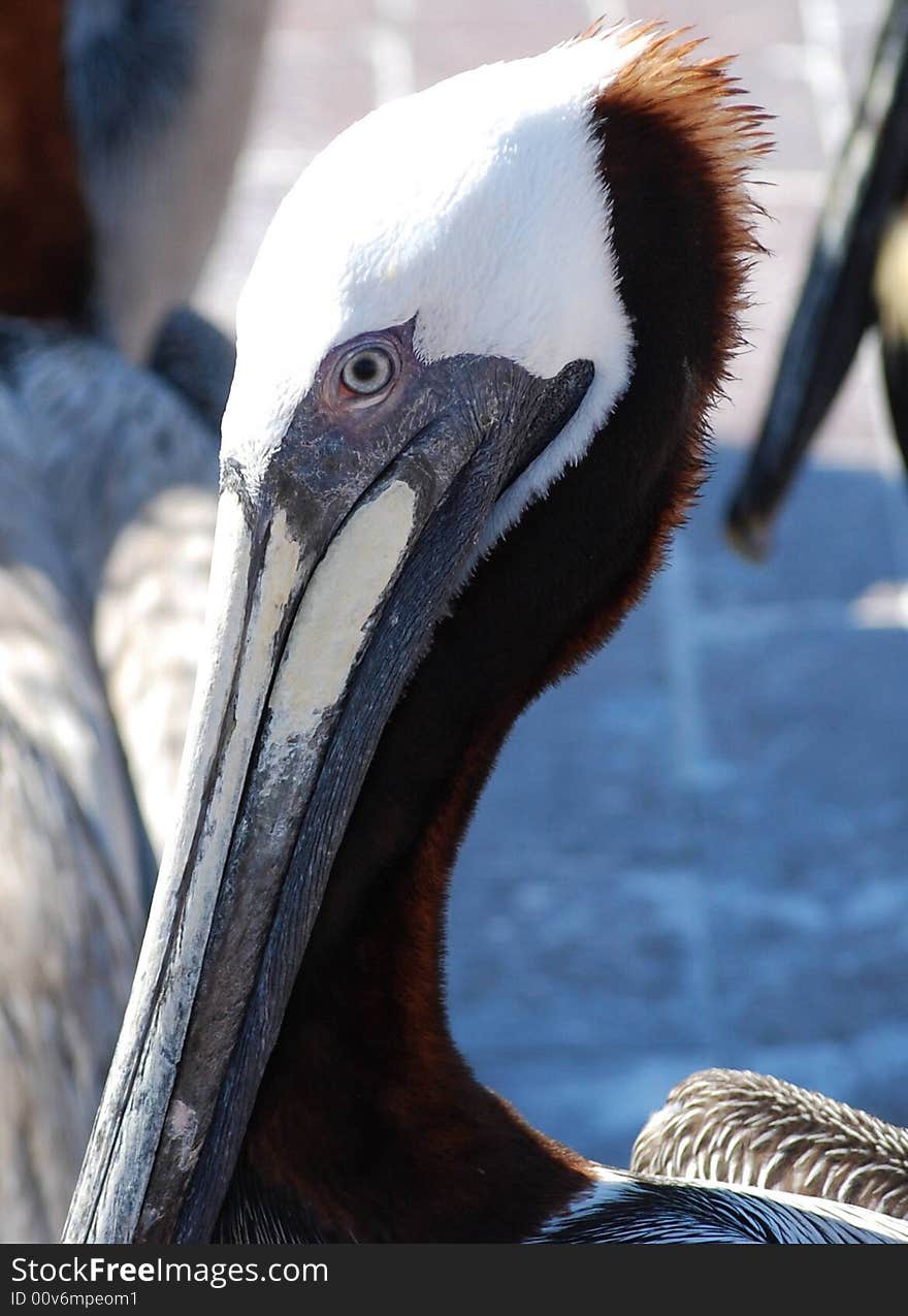 This hungry pelican is standing on the docks, waiting for his next meal to swim by. This hungry pelican is standing on the docks, waiting for his next meal to swim by.