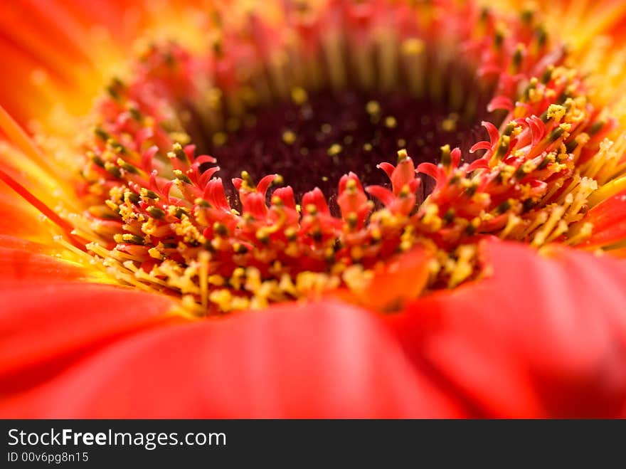 Gerbera