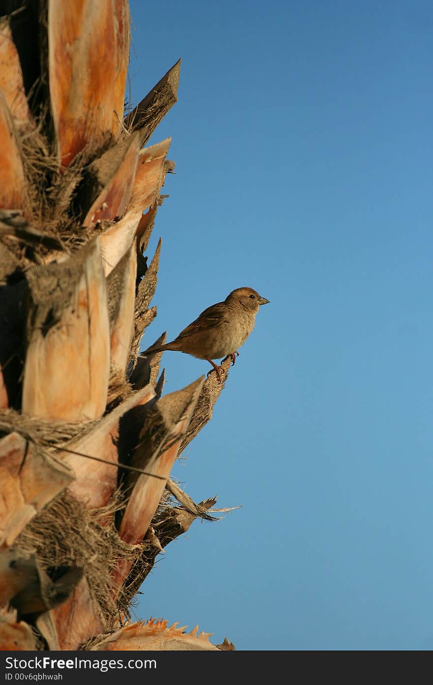 A bird stay at the cabbage palm, Photo by Toneimage of China, a photographer live in Beijing.