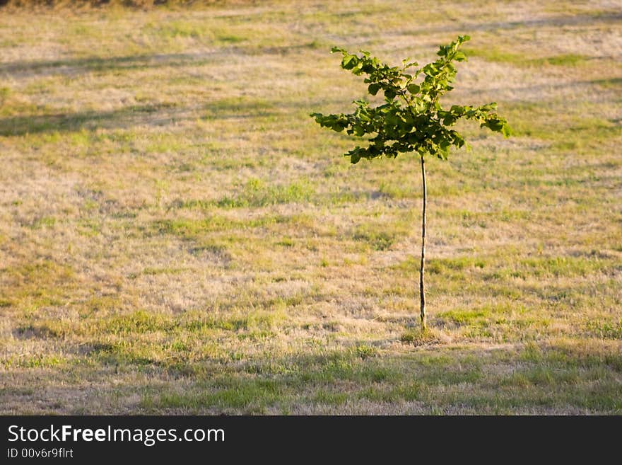 Tree over a cutted prairie