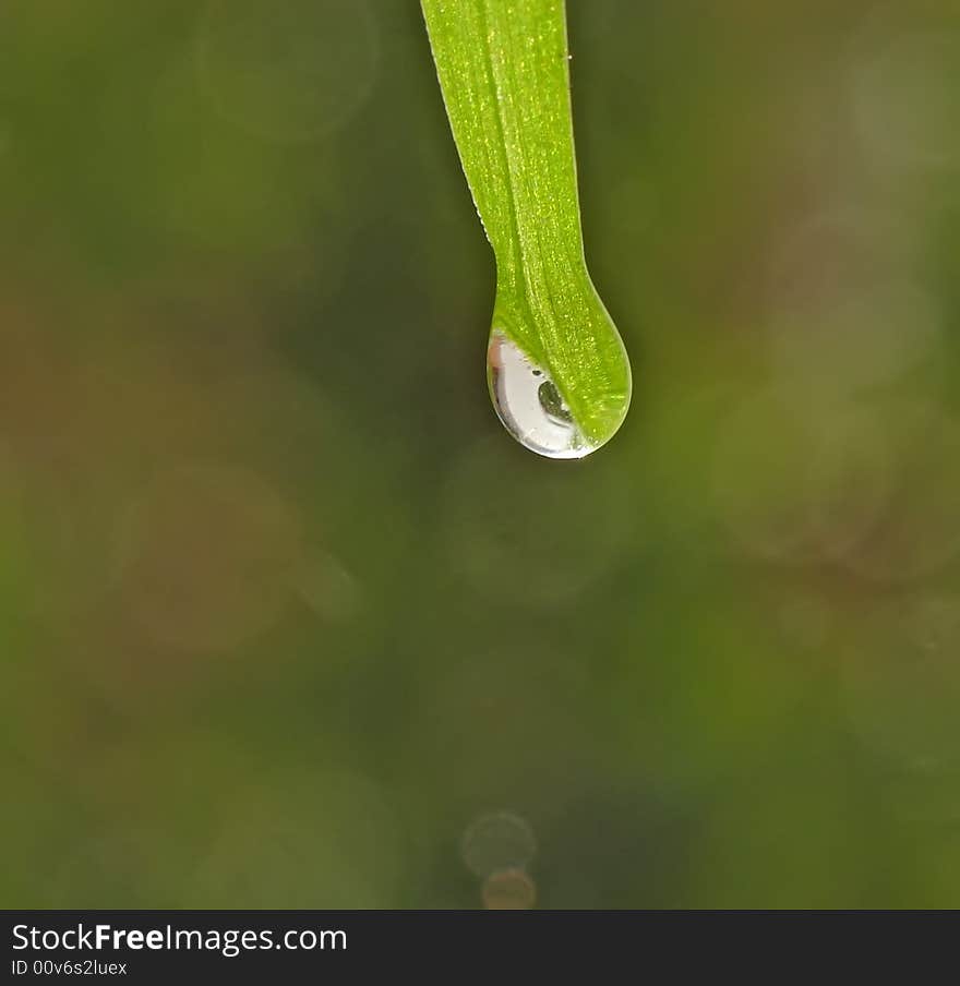 Fresh dew on a palm leaf. Fresh dew on a palm leaf.