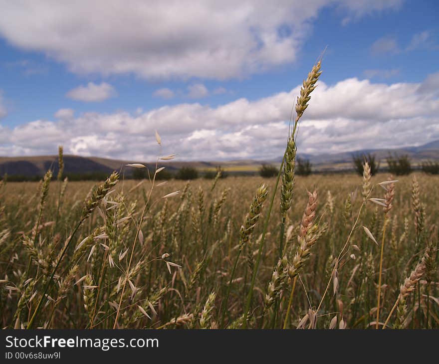 Wheat field. Sultry canicular day. Wheat field. Sultry canicular day