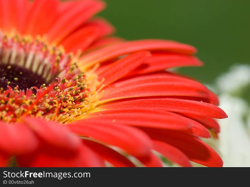 Gerbera