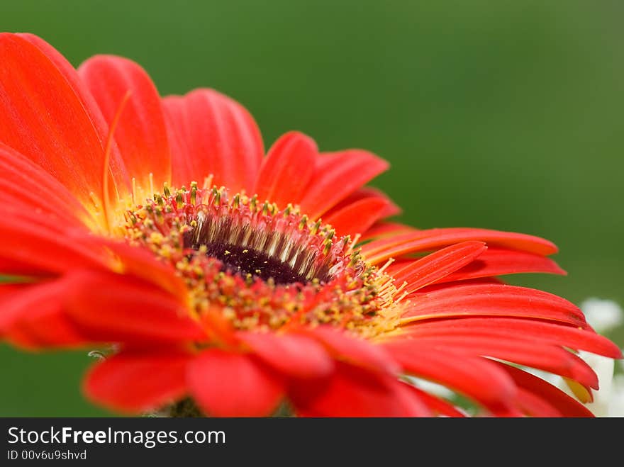 Gerbera