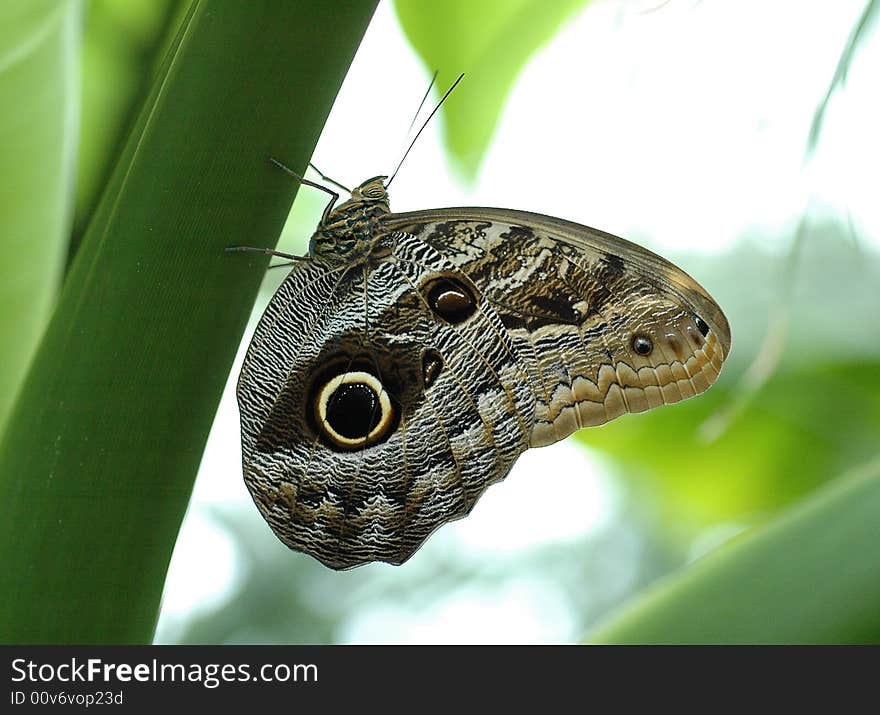 A brown 'eyed' butterfly on a tree. A brown 'eyed' butterfly on a tree.