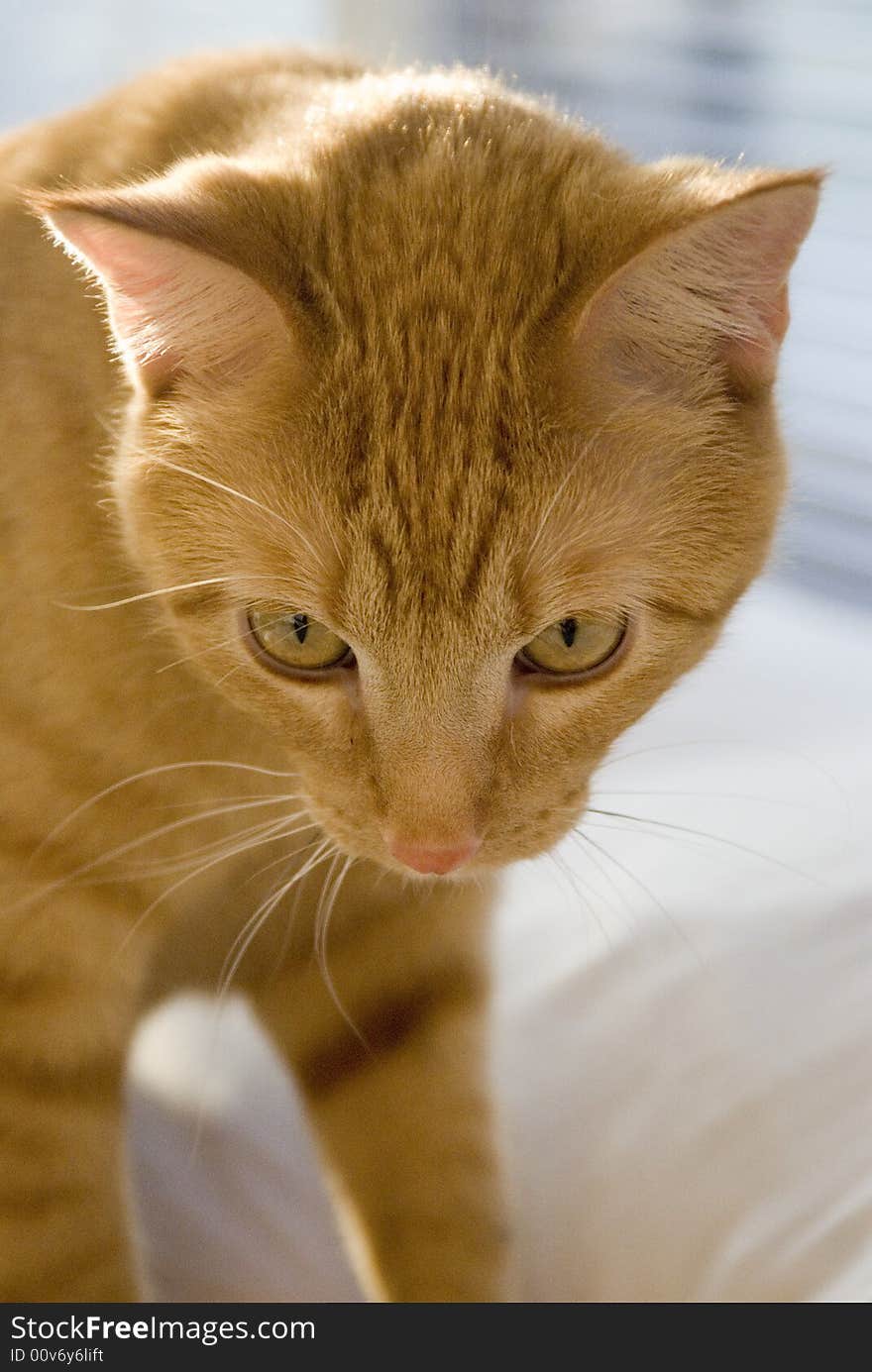 A cat standing on a bed with sunlight filtered through a window on its back. A cat standing on a bed with sunlight filtered through a window on its back