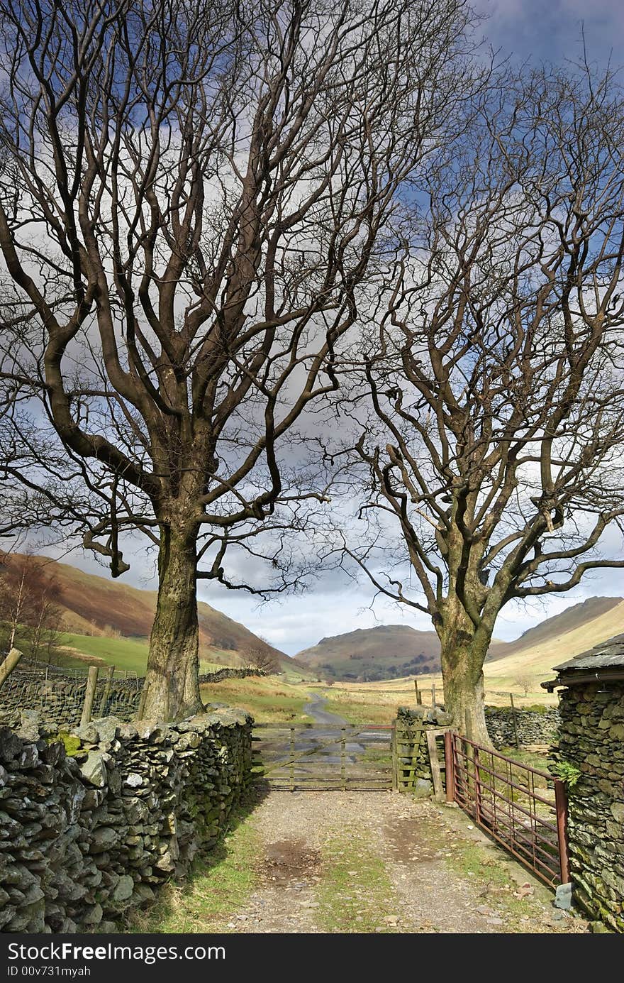 An English lake District farm gate bordered by two trees in Winter. An English lake District farm gate bordered by two trees in Winter