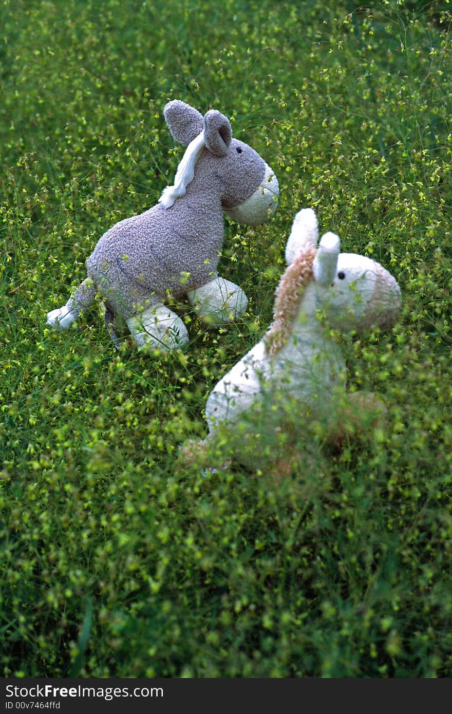 Two little donkey in grass field