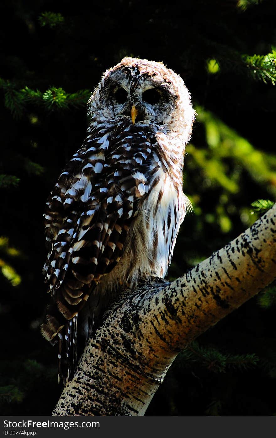 Barred owl on the log with fir as background