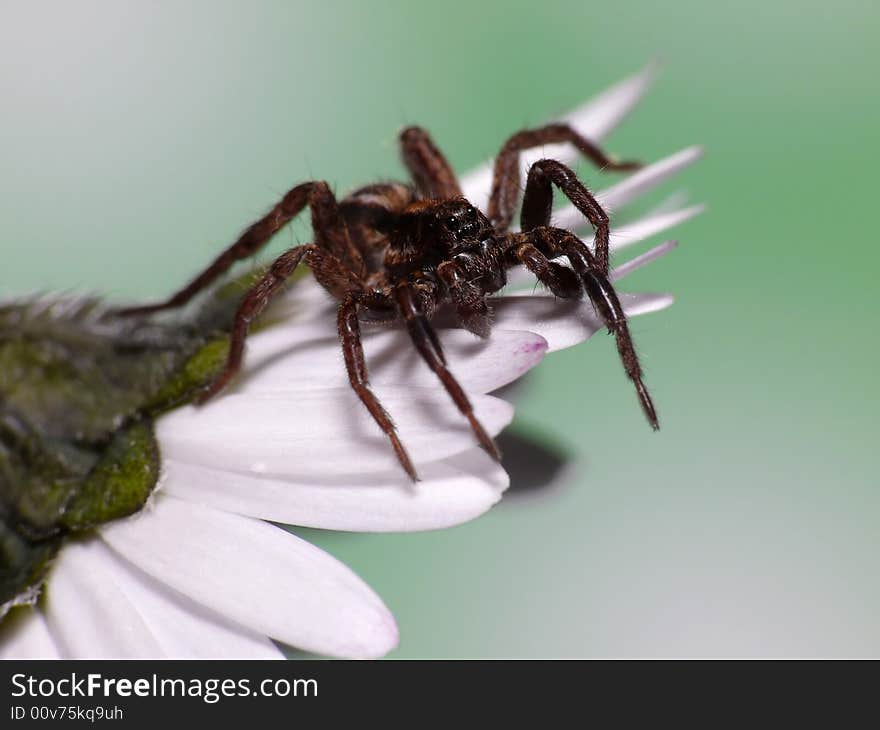 Wolf Spider