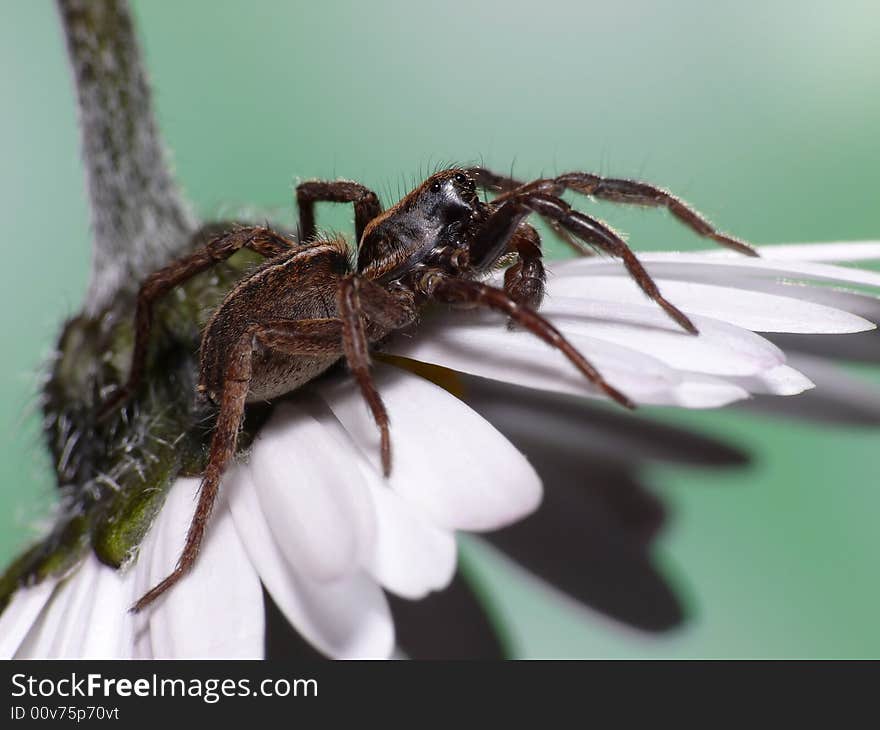 This is a little wolfspider. Only 2cm long, but very fast and very difficult to make a picture of it. I like the combination spider / flower. This is a little wolfspider. Only 2cm long, but very fast and very difficult to make a picture of it. I like the combination spider / flower.