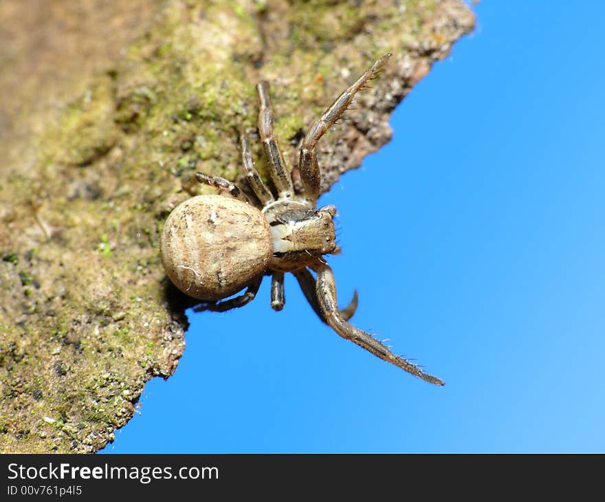 Spider on tree