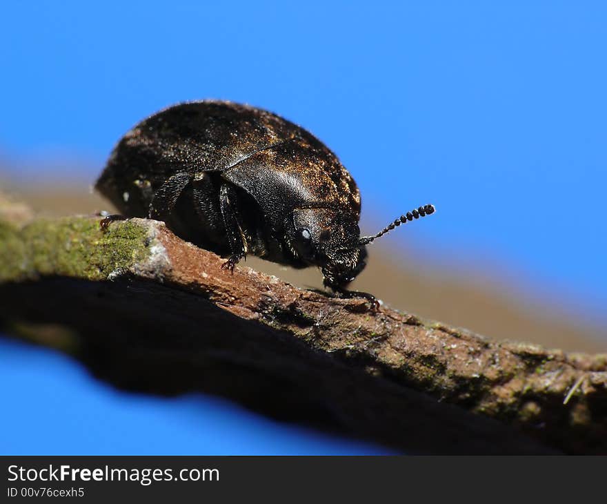 Beautiful beetle