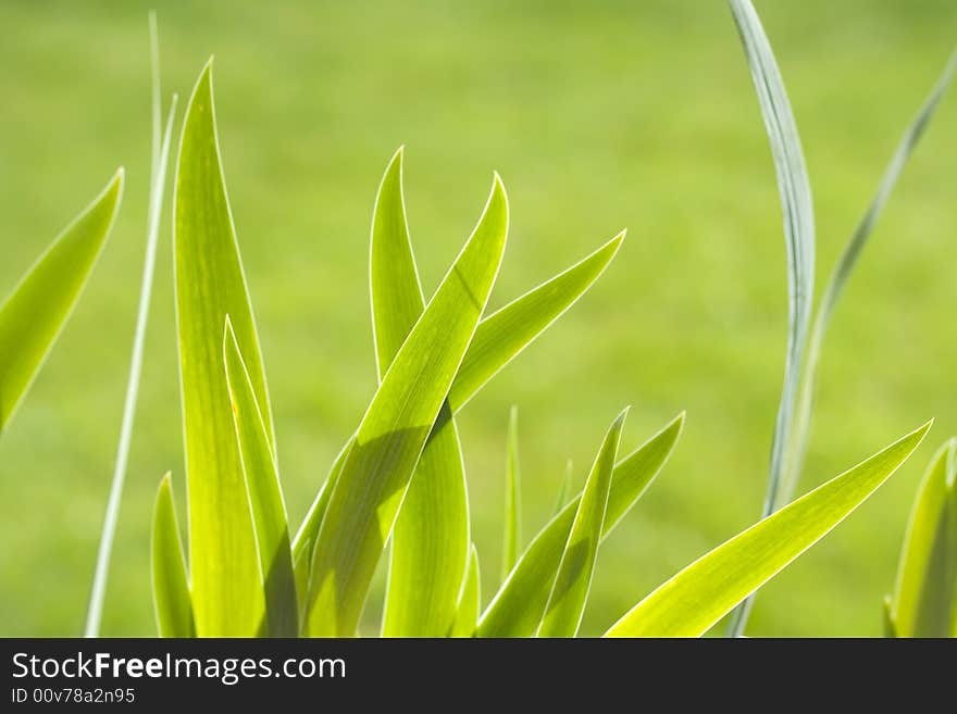 Sharp green leaves