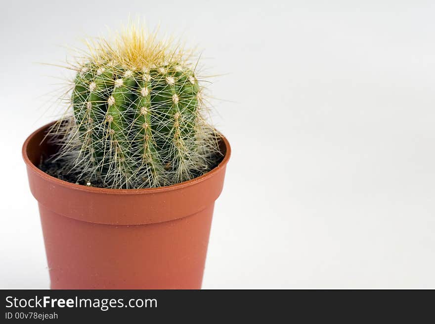 Small cactus in a brown pot