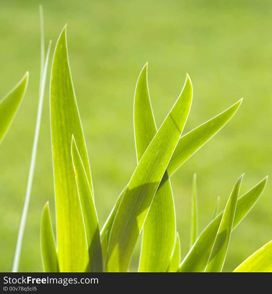 Sharp Leaves