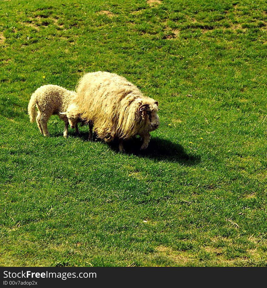 Sheep and lamb on a green field