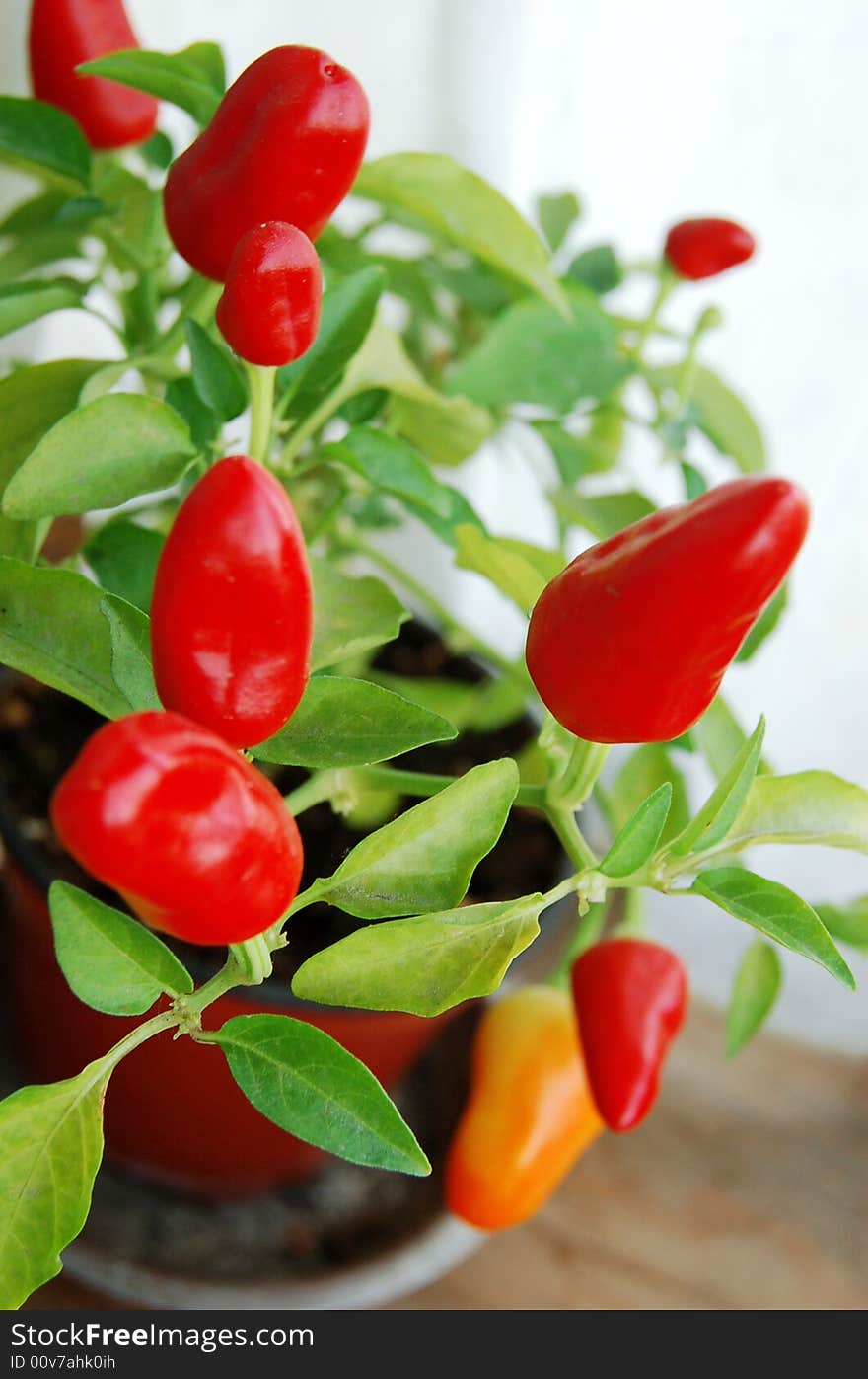 Photo of little chili pepper with green leathes. Photo of little chili pepper with green leathes