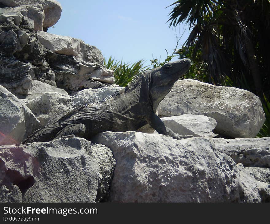 Mexican iguana