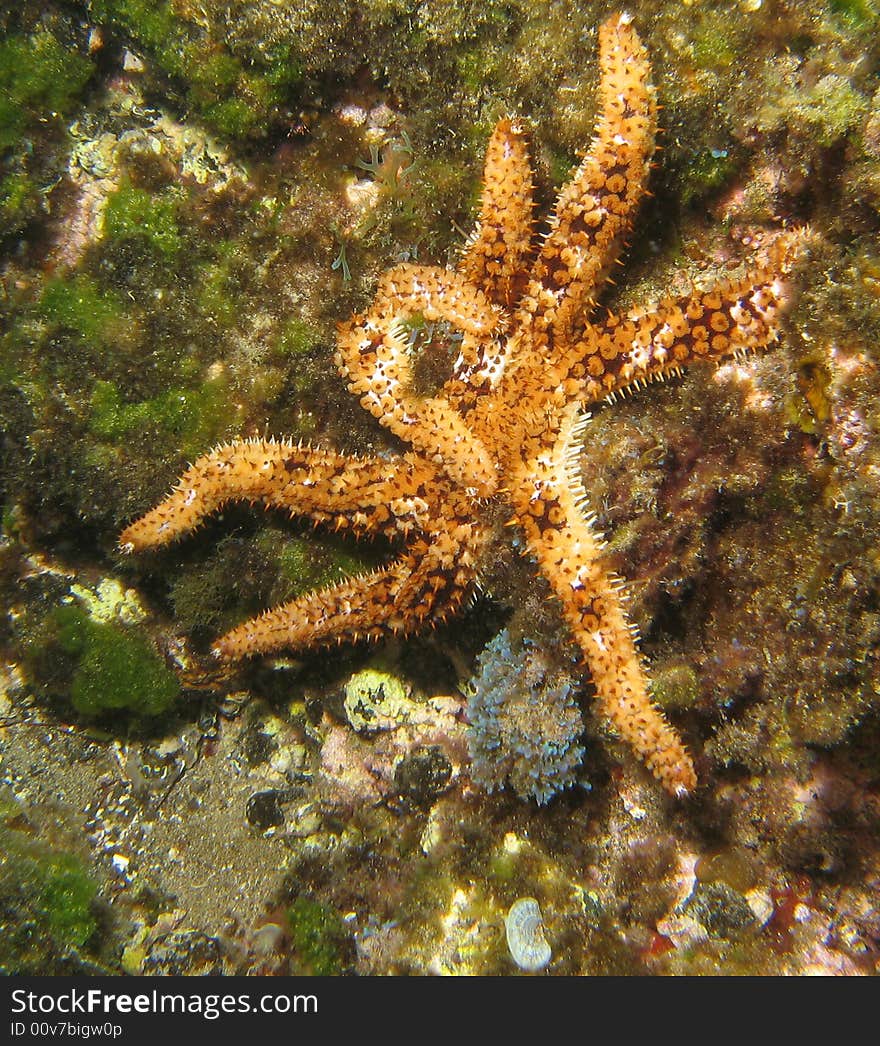 Starfish on sea bed in Gozo, malta