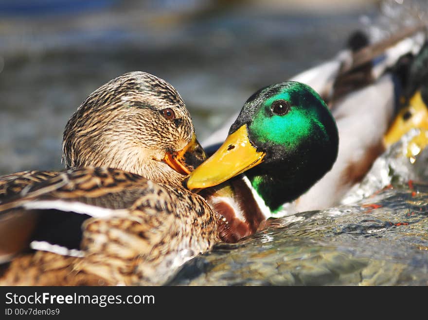 A Ducks Couple