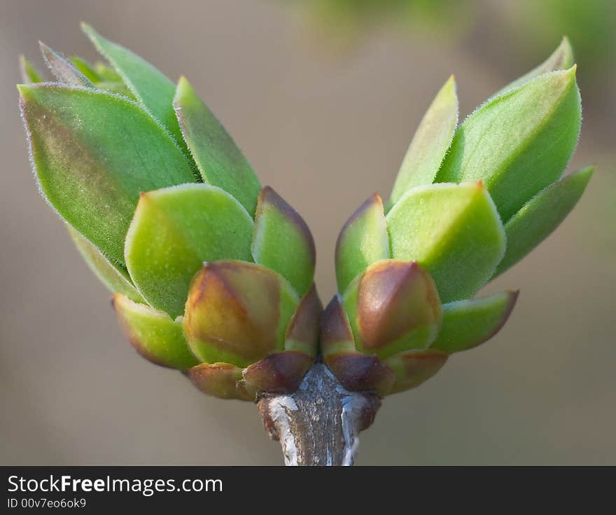 New leaves