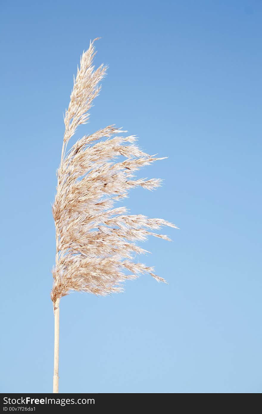 He ripened ear of reed on background of the blue sky