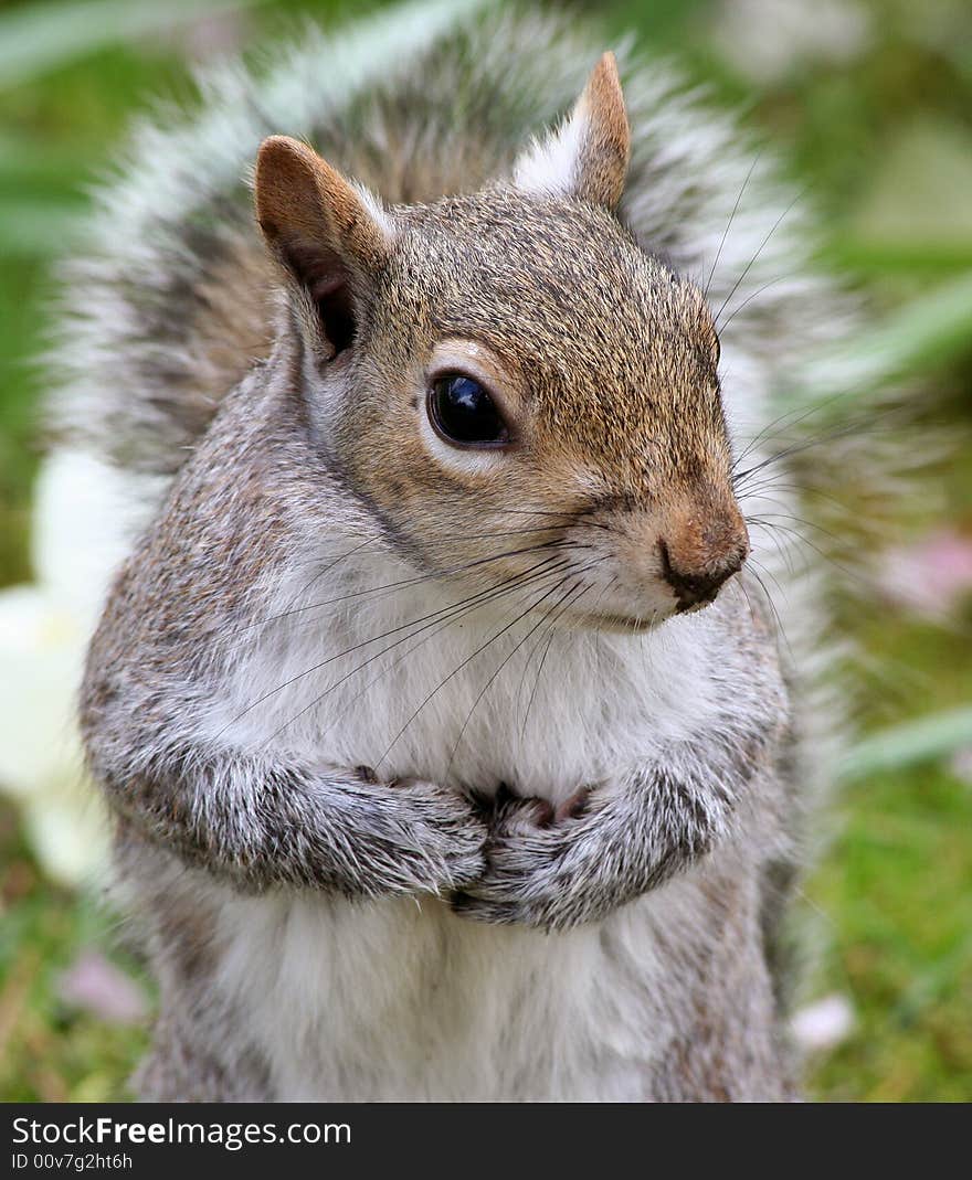 A picture of a evil squirrel