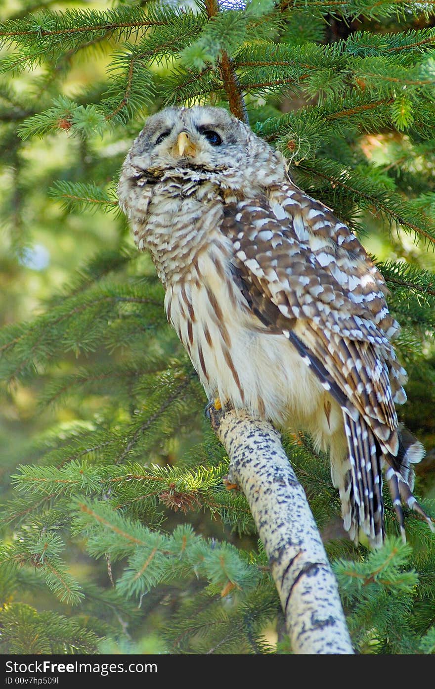 Barred owl on the log with fir as background