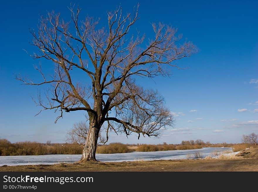 Landscape With Tree