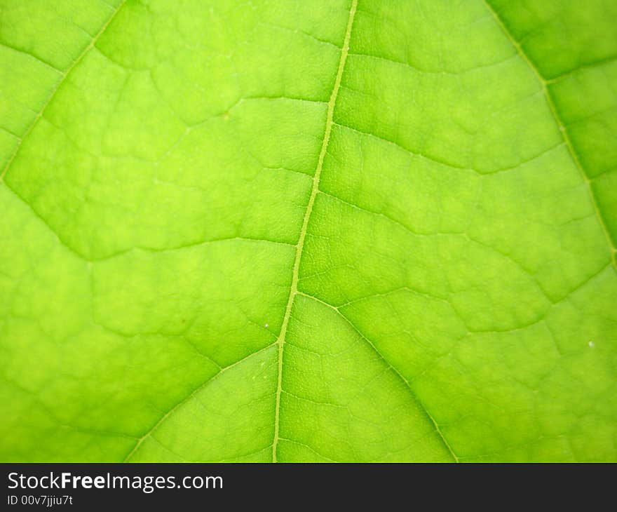 The beauty of nature in a tree leaf