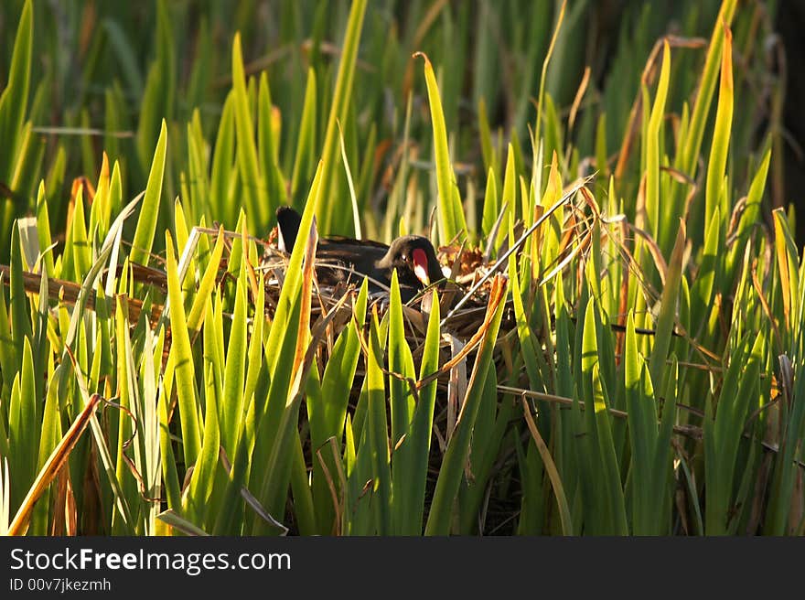 Moorhen on the nest