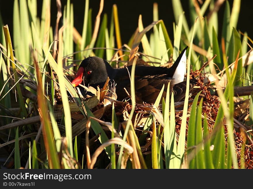 Moorhen on the nest