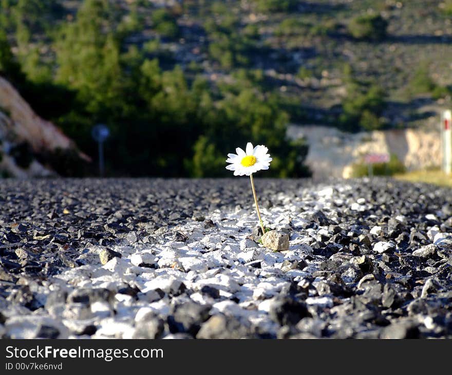 Daisy on road