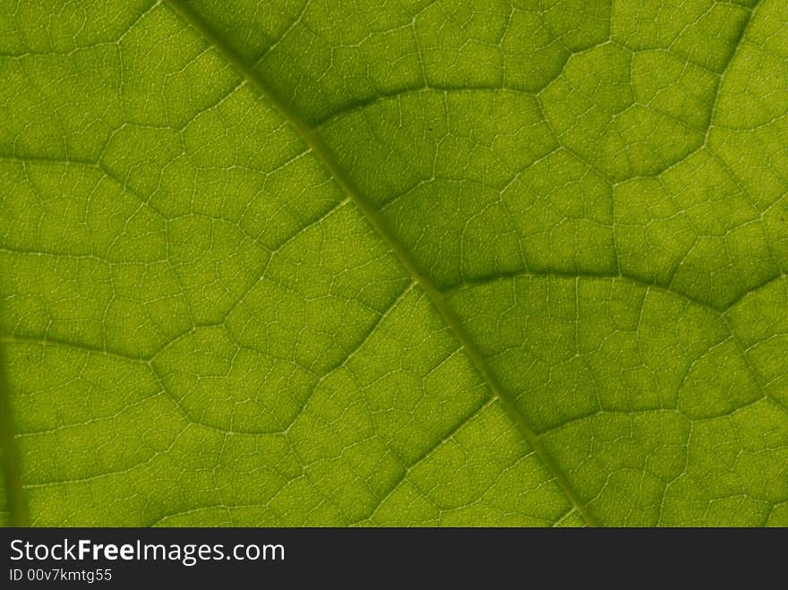 The beauty of nature in a tree leaf