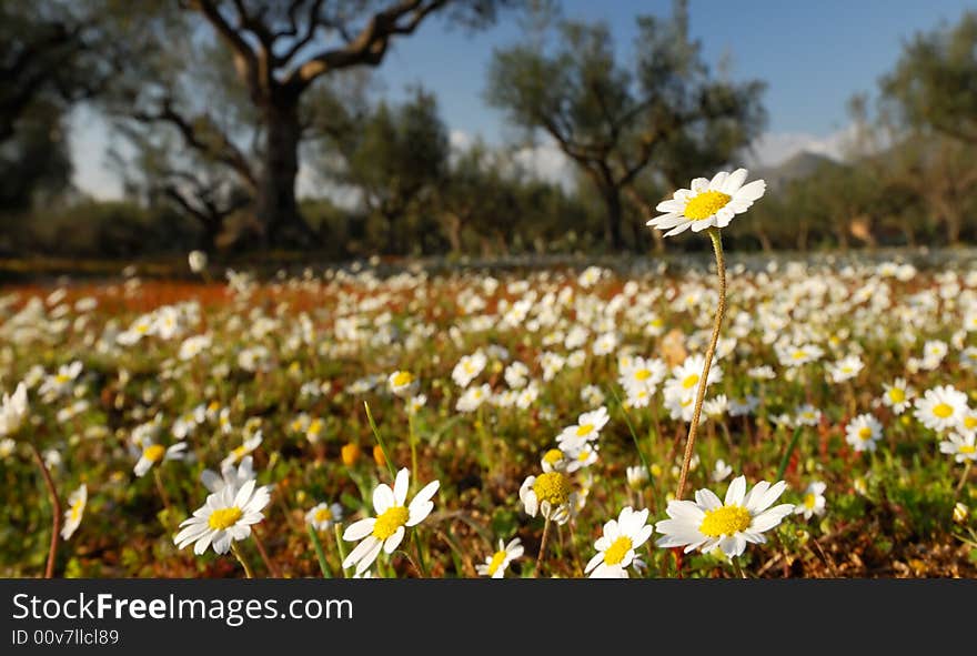 Image shows a white daisy field photographed during spring from a low position. One daisy is seen above the rest.